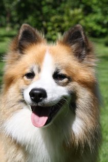 Surtsey's A-Abbi, familiehund og muligvis kommende avlshund 
