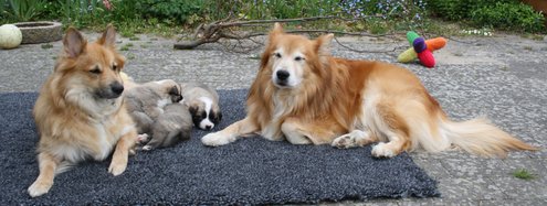 Geysir's Doni med sin datter Surtsey's Ysa og hans børnebørn Geysir's I-kuld