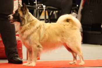 Geysir's Idja, familie, udstilling og kommende avlshund
